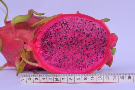Red dragon fruit export
